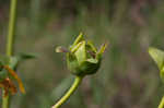 Prairie rosinweed